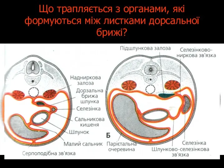 Що трапляється з органами, які формуються між листками дорсальної брижі?