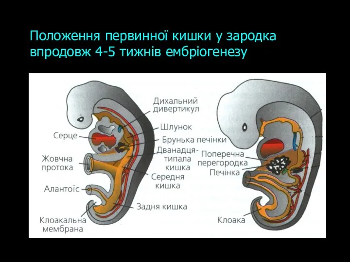 Положення первинної кишки у зародка впродовж 4-5 тижнів ембріогенезу