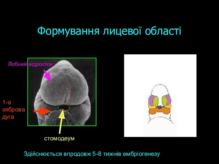 Формування лицевої області Здійснюється впродовж 5-8 тижнів ембріогенезу стомодеум Лобний відросток 1-а зяброва дуга