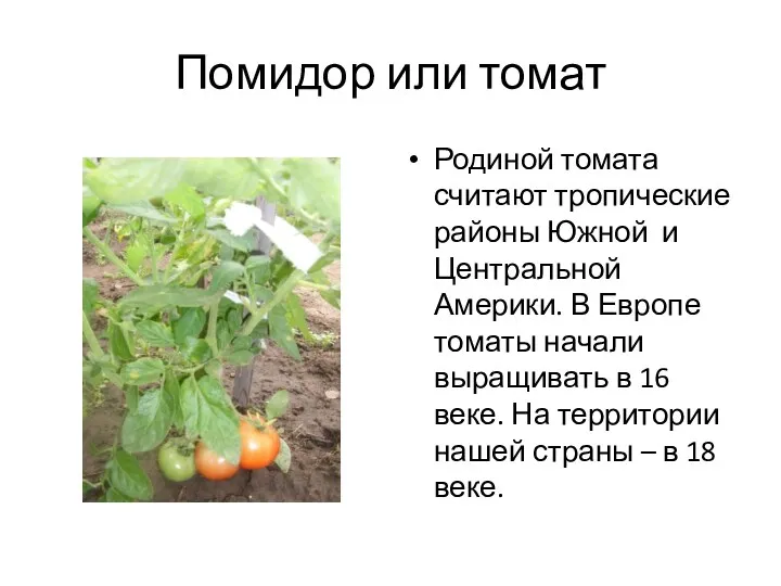 Помидор или томат Родиной томата считают тропические районы Южной и