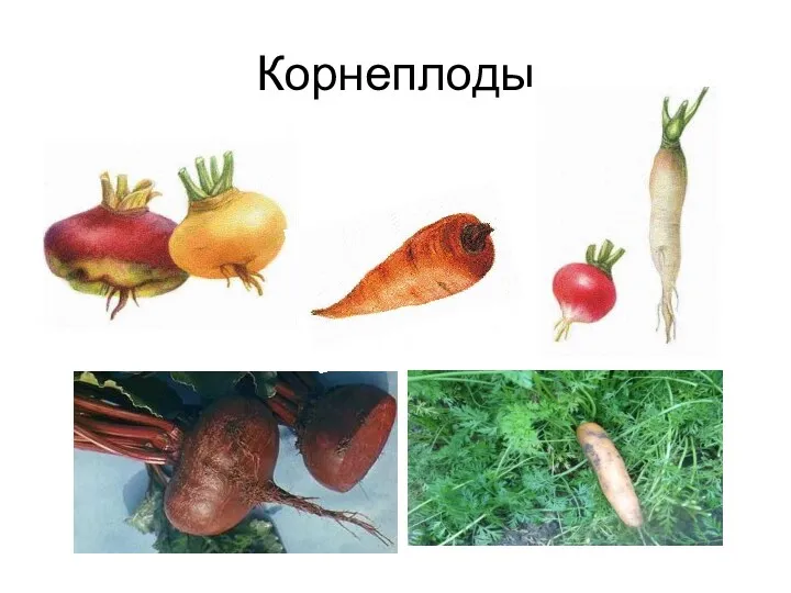 Корнеплоды