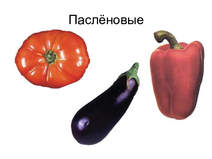 Паслёновые