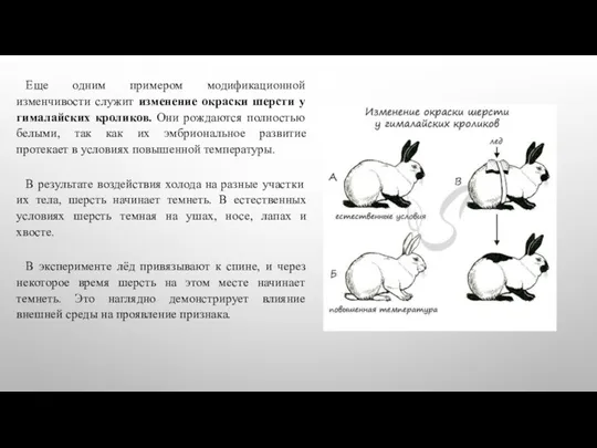 Еще одним примером модификационной изменчивости служит изменение окраски шерсти у