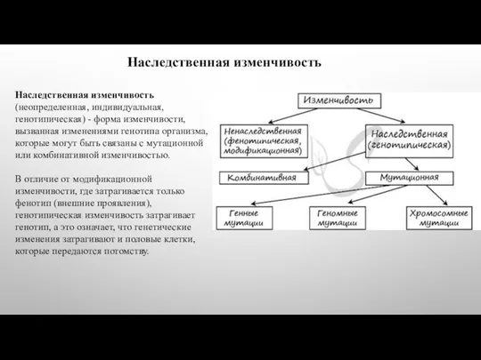 Наследственная изменчивость Наследственная изменчивость (неопределенная, индивидуальная, генотипическая) - форма изменчивости,