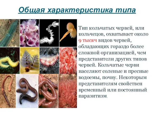 Общая характеристика типа Тип кольчатых червей, или кольчецов, охватывает около 9 тысяч видов