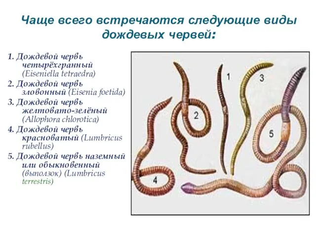 Чаще всего встречаются следующие виды дождевых червей: 1. Дождевой червь четырёхгранный (Eiseniella tetraedra)