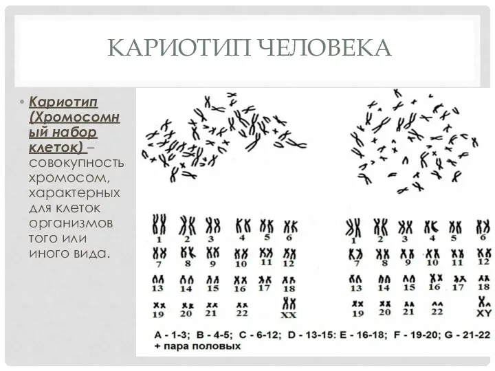 КАРИОТИП ЧЕЛОВЕКА Кариотип (Хромосомный набор клеток) – совокупность хромосом, характерных для клеток организмов