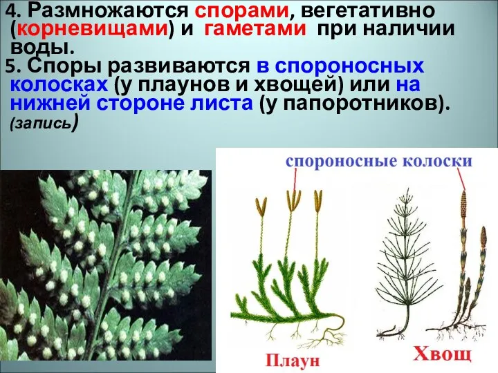 4. Размножаются спорами, вегетативно (корневищами) и гаметами при наличии воды.