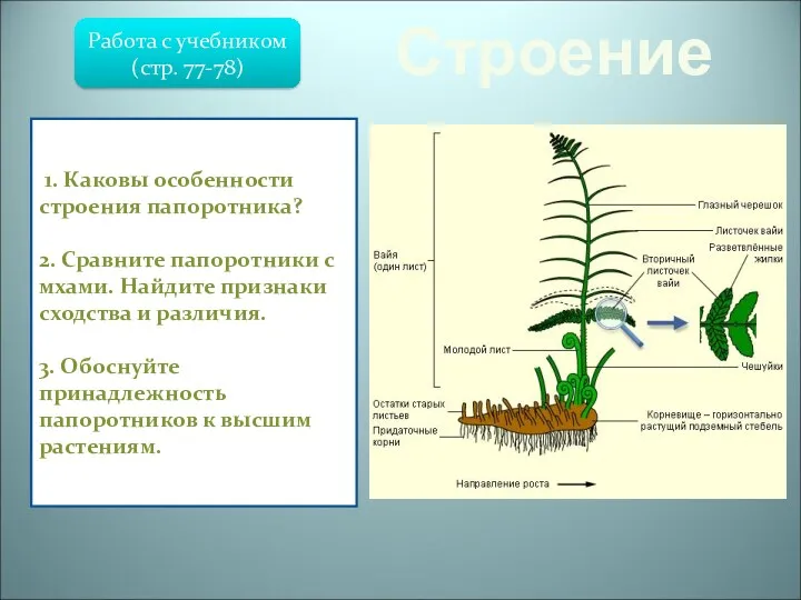Строение Папоротниковидные – отдел высших растений, известный с девона. В