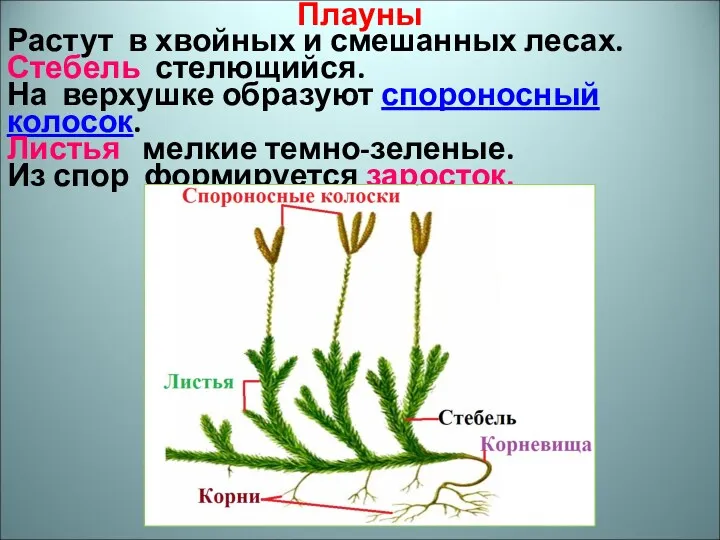 Плауны Растут в хвойных и смешанных лесах. Стебель стелющийся. На