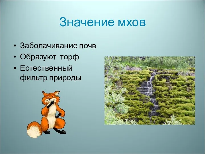 Значение мхов Заболачивание почв Образуют торф Естественный фильтр природы