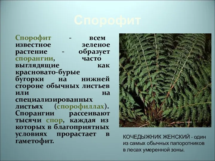 Спорофит Спорофит - всем известное зеленое растение - образует спорангии,