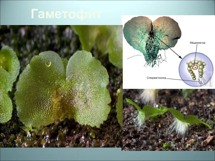 Гаметофит Гаметофит, называемый заростком - тонкая зеленая пластинка диаметром обычно