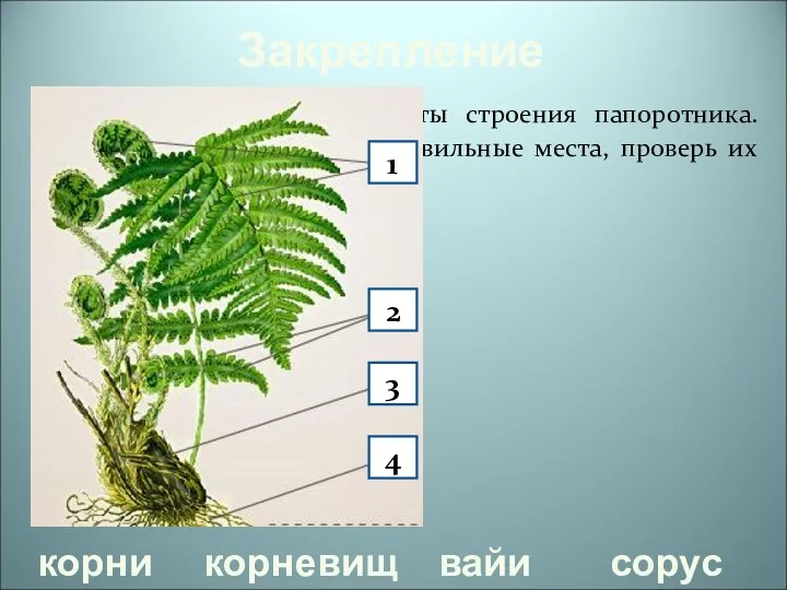 Закрепление Определите основные элементы строения папоротника. Поместите их названия на