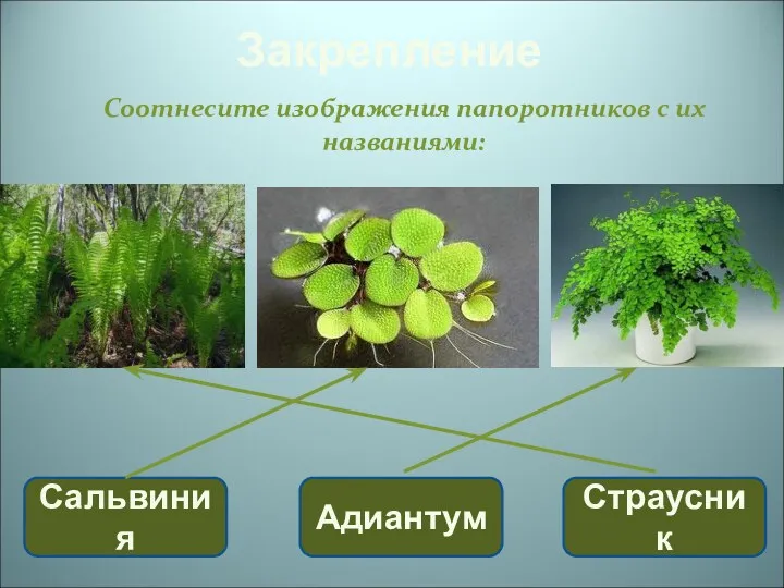 Закрепление Соотнесите изображения папоротников с их названиями: Сальвиния Адиантум Страусник