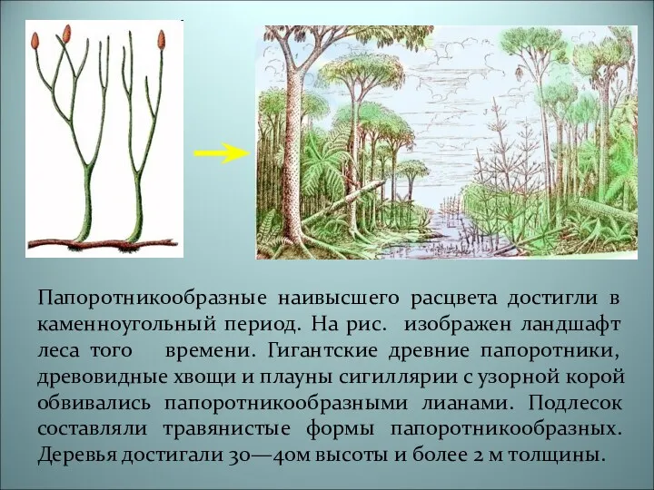 Папоротникообразные наивысшего расцвета достигли в каменноугольный период. На рис. изображен