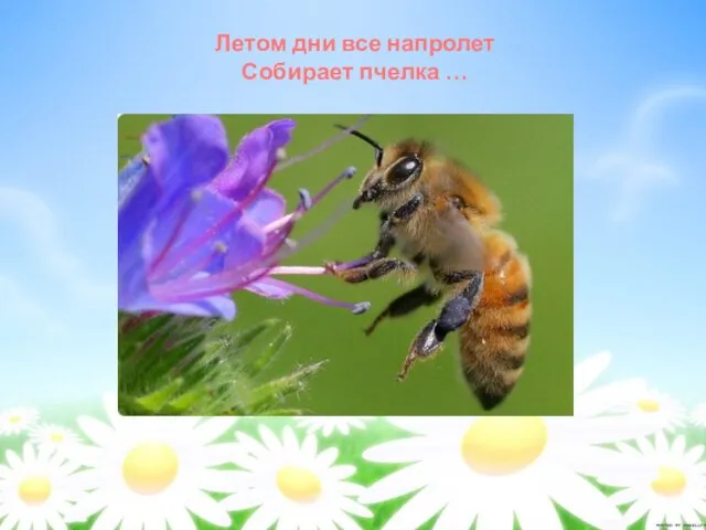 Летом дни все напролет Собирает пчелка …