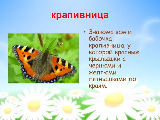крапивница Знакома вам и бабочка крапивница, у которой красные крылышки с черными и