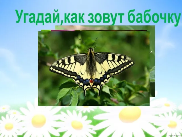 Угадай,как зовут бабочку?
