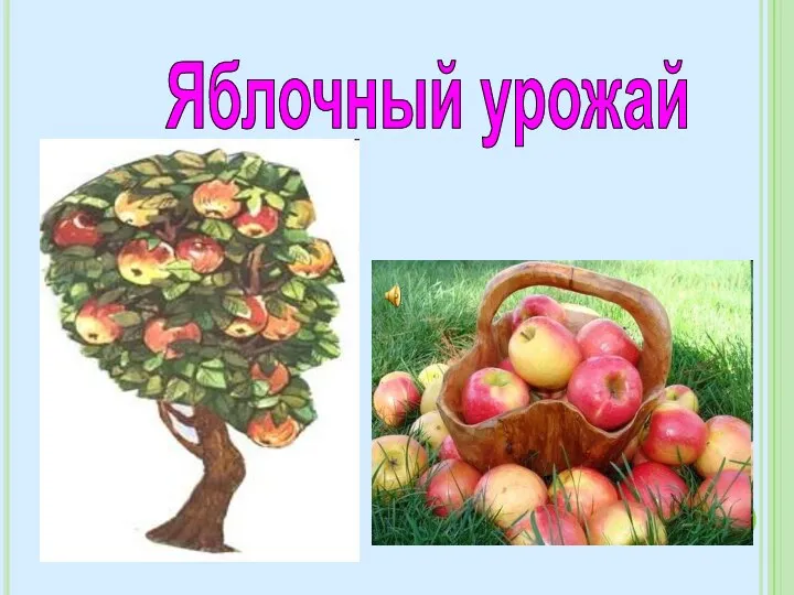 Яблочный урожай