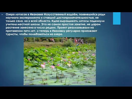 Озеро лотосов в Ивановке Искусственный водоём, появившийся ради научного эксперимента