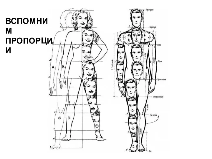 ВСПОМНИМ ПРОПОРЦИИ