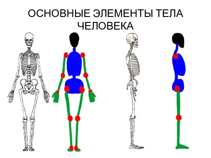 ОСНОВНЫЕ ЭЛЕМЕНТЫ ТЕЛА ЧЕЛОВЕКА