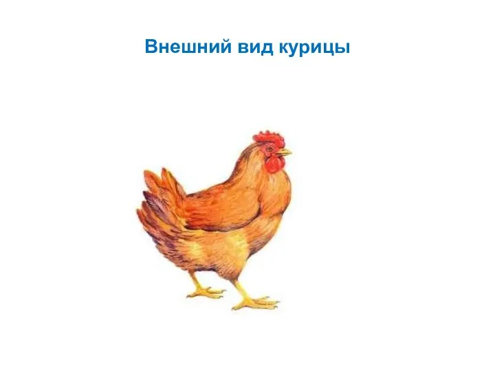 Внешний вид курицы