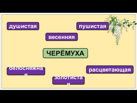 ЧЕРЁМУХА душистая весенняя пушистая белоснежная золотистая расцветающая