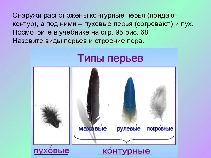 Снаружи расположены контурные перья (придают контур), а под ними –