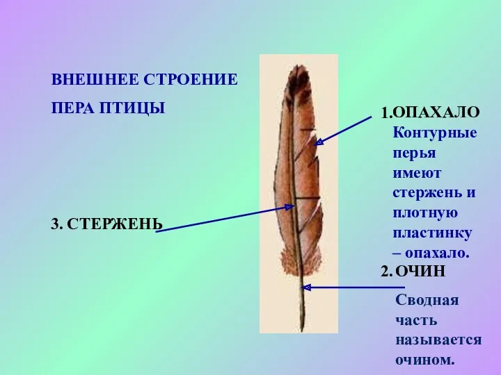 ВНЕШНЕЕ СТРОЕНИЕ ПЕРА ПТИЦЫ 1. 2. 3. ОПАХАЛО Контурные перья