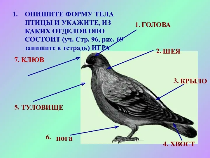 ОПИШИТЕ ФОРМУ ТЕЛА ПТИЦЫ И УКАЖИТЕ, ИЗ КАКИХ ОТДЕЛОВ ОНО