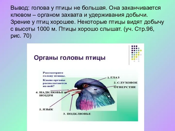 Вывод: голова у птицы не большая. Она заканчивается клювом –