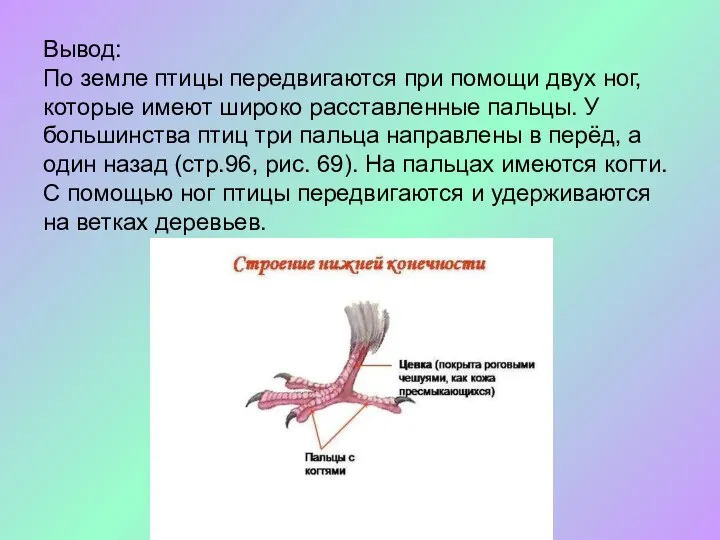 Вывод: По земле птицы передвигаются при помощи двух ног, которые