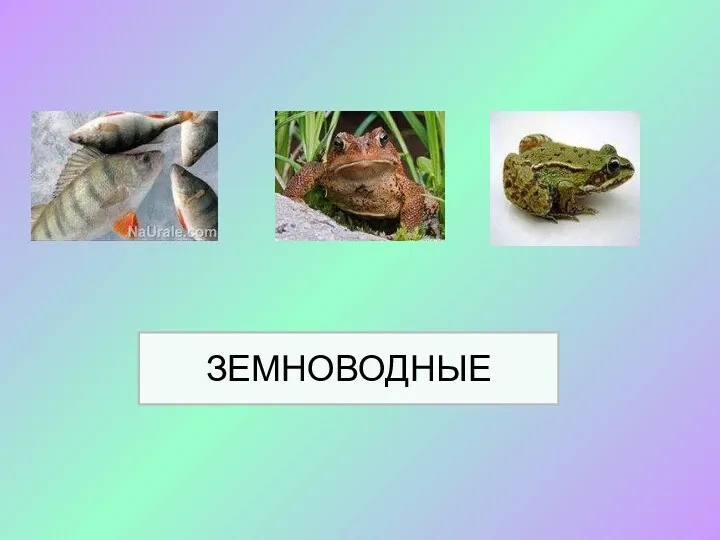 ЗЕМНОВОДНЫЕ