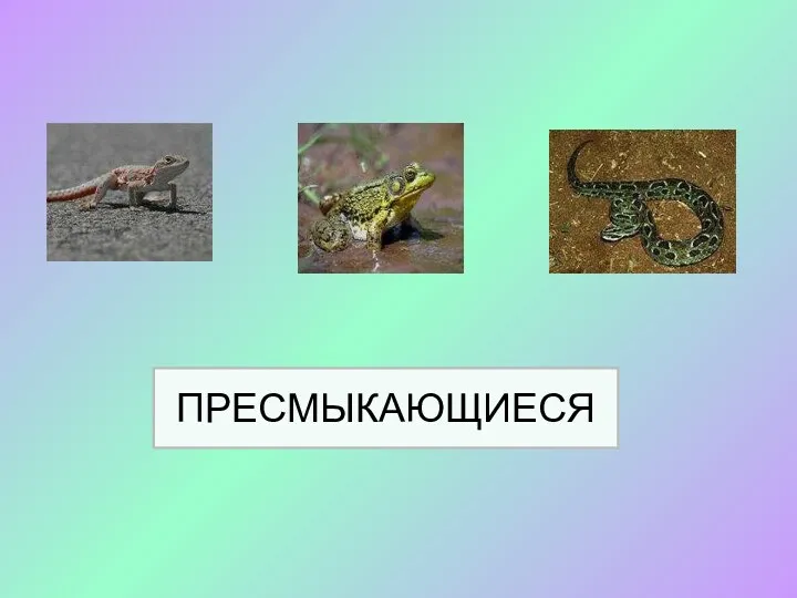 ПРЕСМЫКАЮЩИЕСЯ