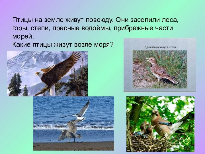 Птицы на земле живут повсюду. Они заселили леса, горы, степи,