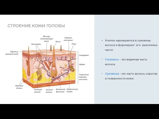 СТРОЕНИЕ КОЖИ ГОЛОВЫ Клетки зарождаются в луковице волоса и формируют