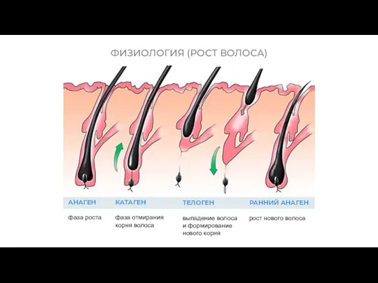 ФИЗИОЛОГИЯ (РОСТ ВОЛОСА) ТЕЛОГЕН выпадение волоса и формирование нового корня