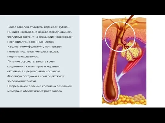 Волос отделен от дермы корневой сумкой. Нижияя часть корня называется