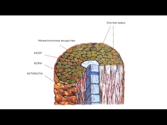 Клетки коры Межклеточное вещество МОЗГ КОРА КУТИКУЛА