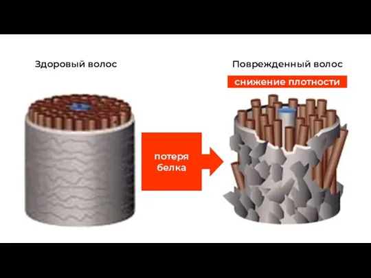 Здоровый волос Поврежденный волос снижение плотности потеря белка