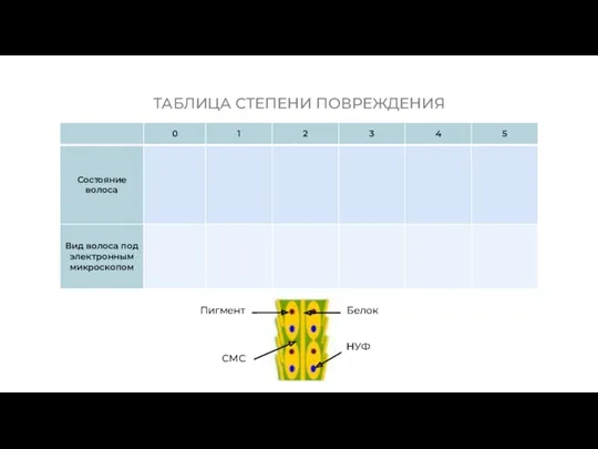 ТАБЛИЦА СТЕПЕНИ ПОВРЕЖДЕНИЯ Пигмент СМС Белок НУФ