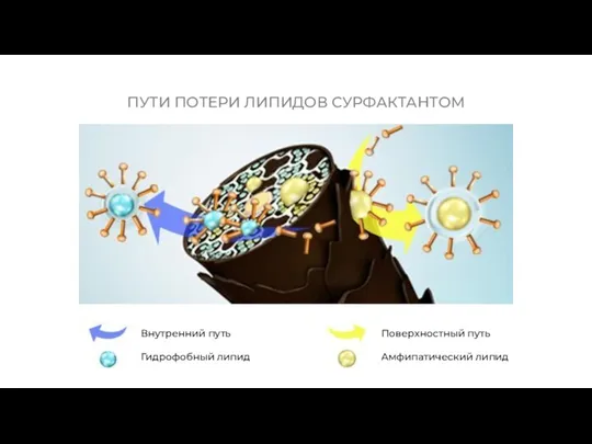 Внутренний путь Гидрофобный липид Поверхностный путь Амфипатический липид ПУТИ ПОТЕРИ ЛИПИДОВ СУРФАКТАНТОМ