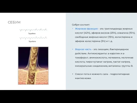 СЕБУМ Себум состоит: Жировая фракция - это триглицериды жирных кислот