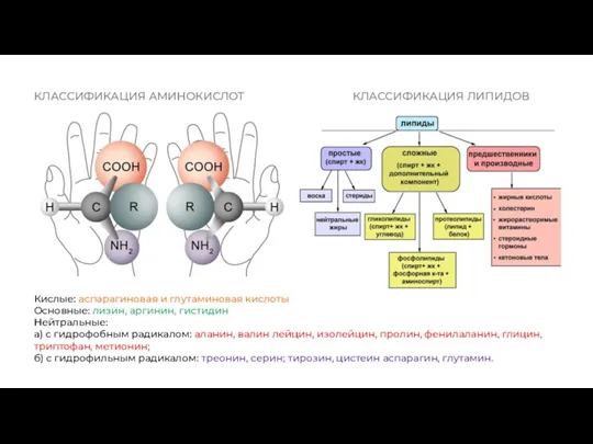 КЛАССИФИКАЦИЯ АМИНОКИСЛОТ Кислые: аспарагиновая и глутаминовая кислоты Основные: лизин, аргинин,