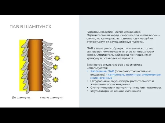 ПАВ В ШАМПУНЯХ Короткий хвостик - легко смываются. Отрицательный заряд