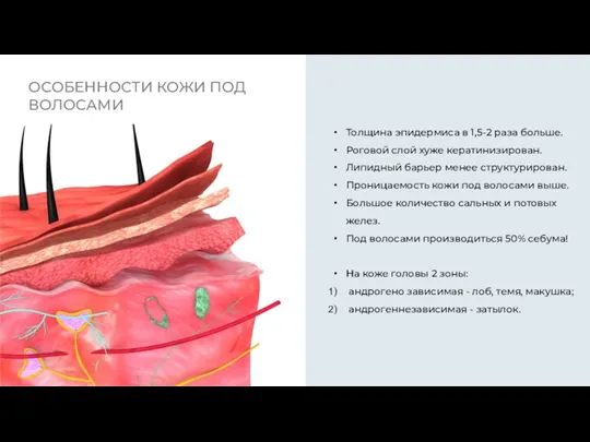 ОСОБЕННОСТИ КОЖИ ПОД ВОЛОСАМИ Толщина эпидермиса в 1,5-2 раза больше.