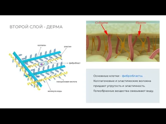 ВТОРОЙ СЛОЙ - ДЕРМА Основные клетки - фибробласты. Коллагеновые и