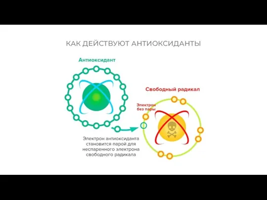 КАК ДЕЙСТВУЮТ АНТИОКСИДАНТЫ